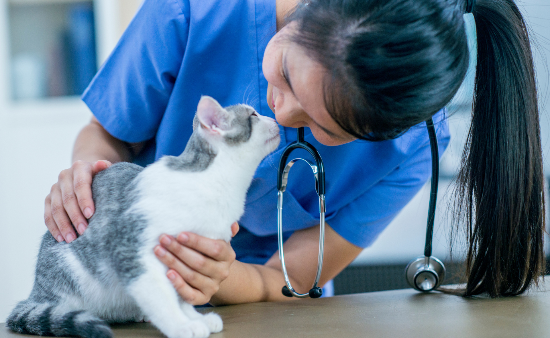 Cat Health: How To Care For A Cat Properly | Pets Leaf