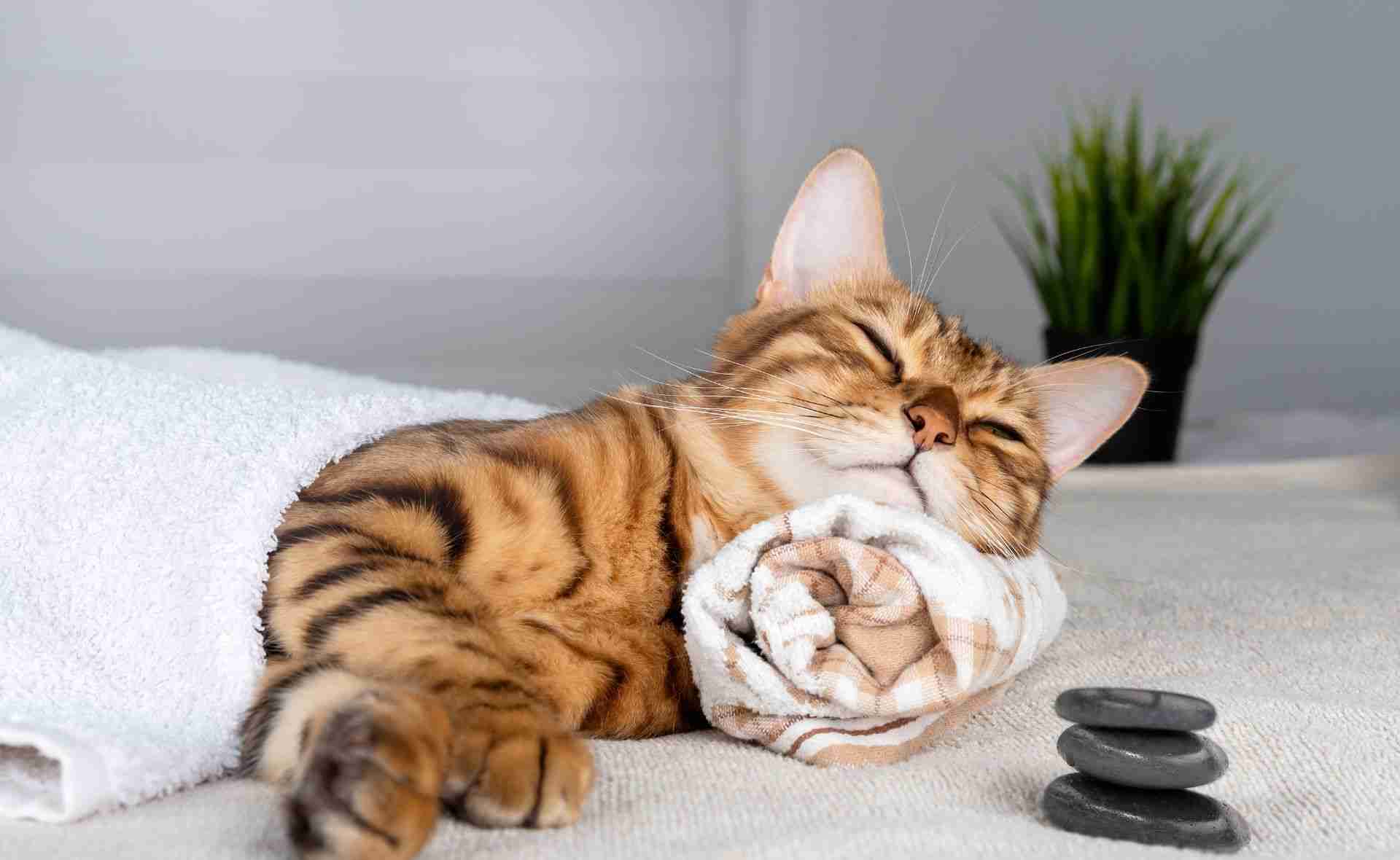 Using Eye Contact to Calm Anxious or Aggressive Cats