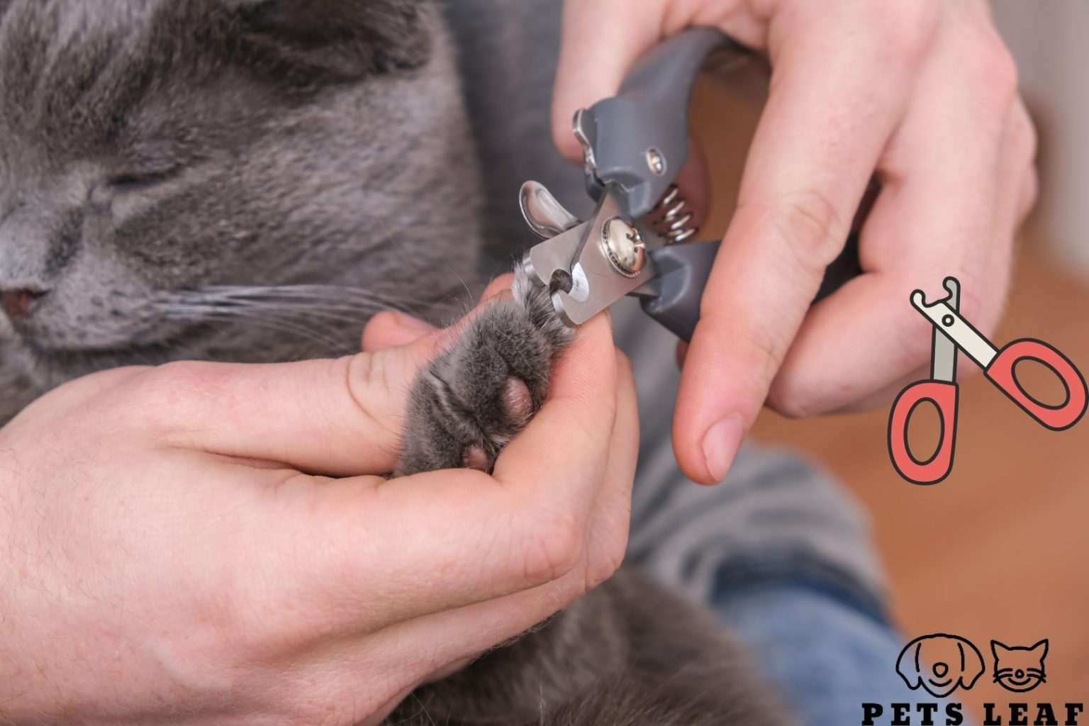 View of British Shorthair Grooming: Step-by-Step Guide | Pets Leaf