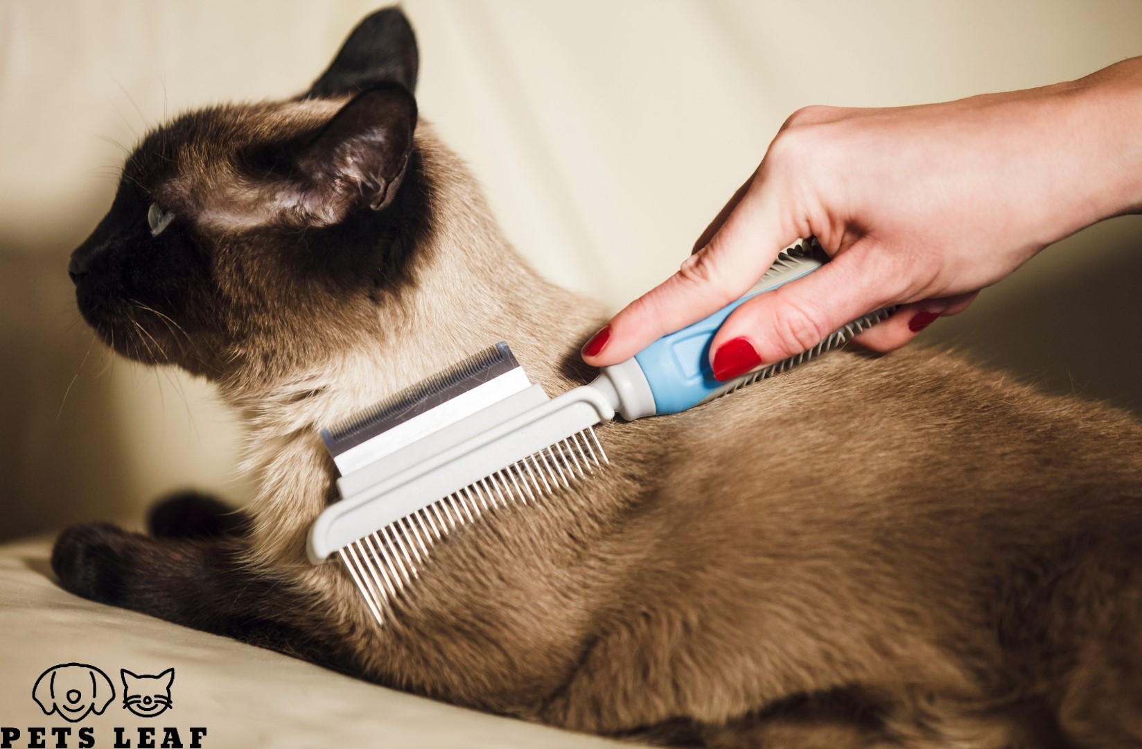 View of How To Groom A Tonkinese Cat: Step-by-Step Guide | Pets Leaf