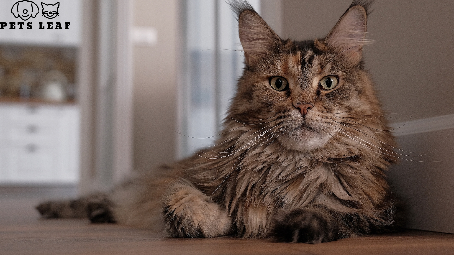 Maine Coon Grooming Brushing, Bathing, & Fleas Pets Leaf