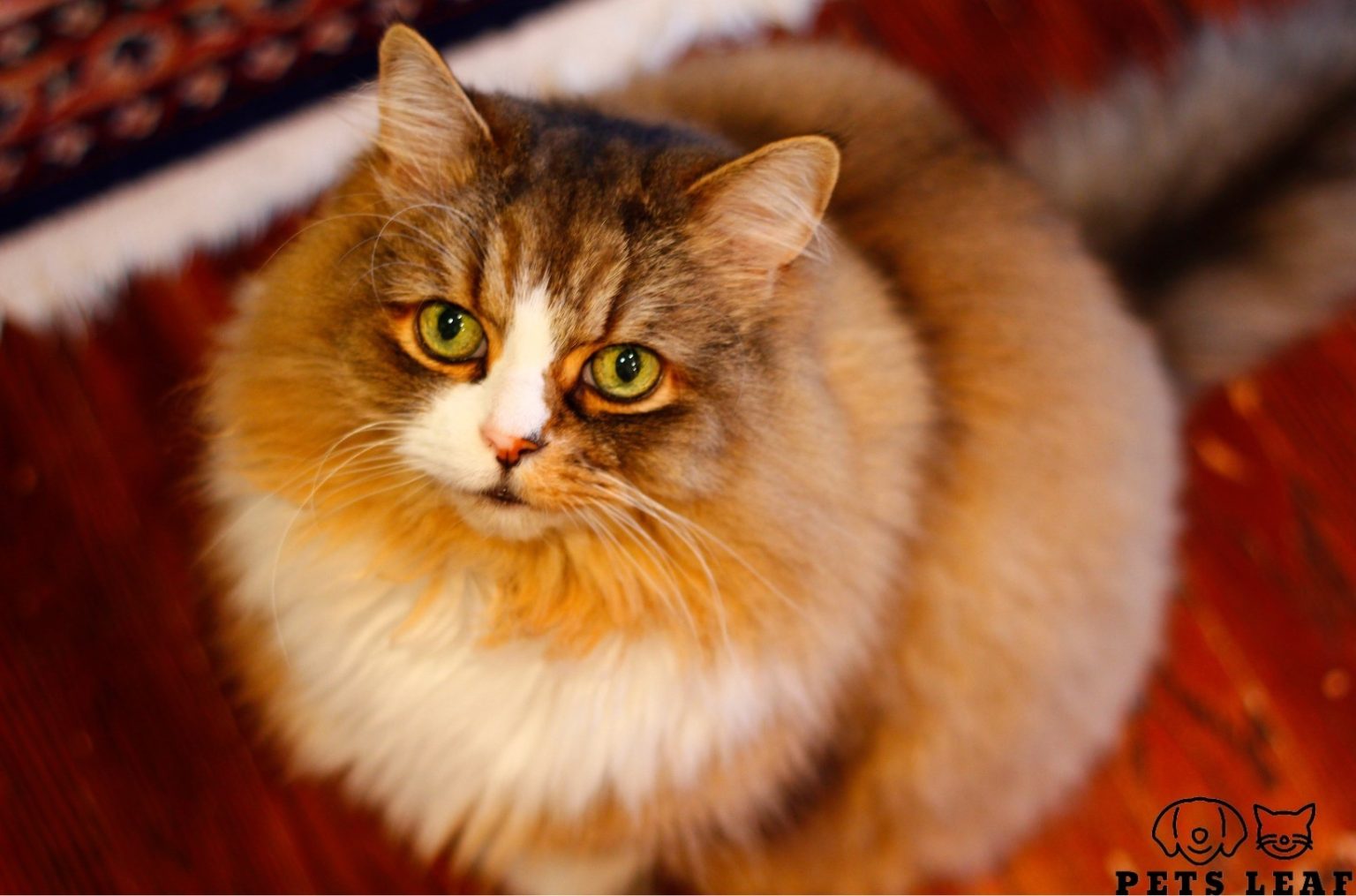 Large Ragamuffin Cat Grooming A Ragamuffin Cat: A Step-by-Step Guide | Pets Leaf