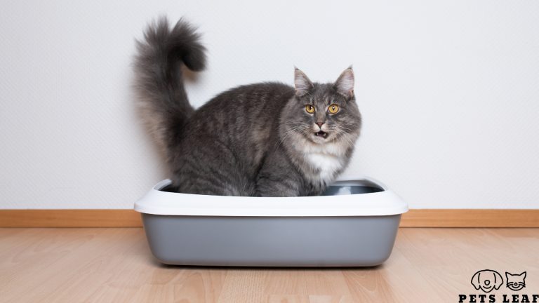  why has my cat stopped using the litter box pets leaf